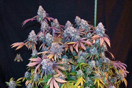 grape gas week 10 harvest small format-7.jpg