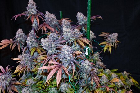 grape gas week 10 harvest small format-8.jpg