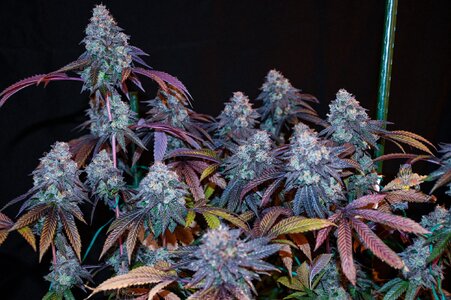 grape gas week 10 harvest small format-9.jpg