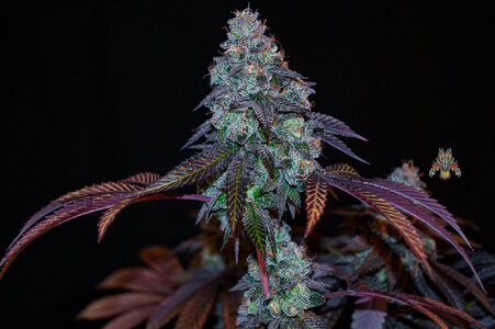 grape gas week 10 harvest small format-10.jpg