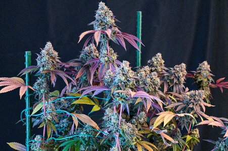 grape gas week 10 harvest small format-11.jpg