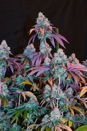 grape gas week 10 harvest small format-12.jpg