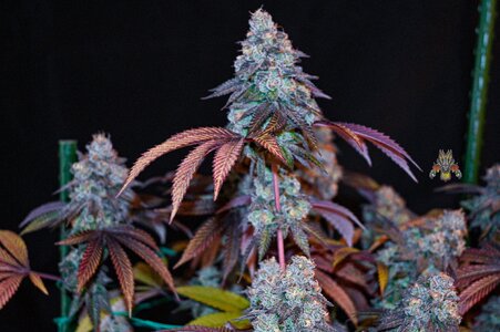grape gas week 10 harvest small format-13.jpg