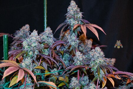grape gas week 10 harvest small format-14.jpg