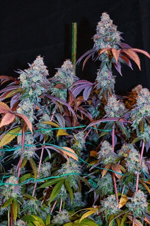 grape gas week 10 harvest small format-15.jpg