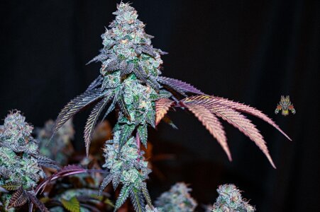 grape gas week 10 harvest small format-16.jpg