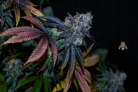 grape gas week 10 harvest small format-17.jpg