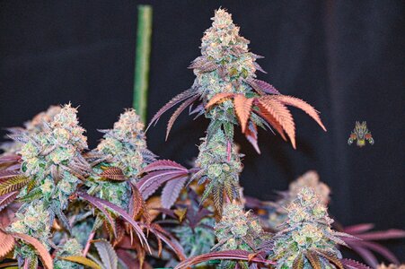 grape gas week 10 harvest small format-18.jpg