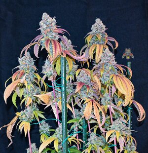 goji og week 10 harvest small format-1.jpg