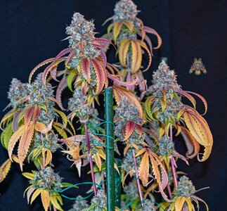 goji og week 10 harvest small format-3.jpg