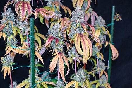 goji og week 10 harvest small format-4.jpg