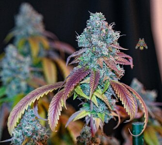 goji og week 10 harvest small format-5.jpg