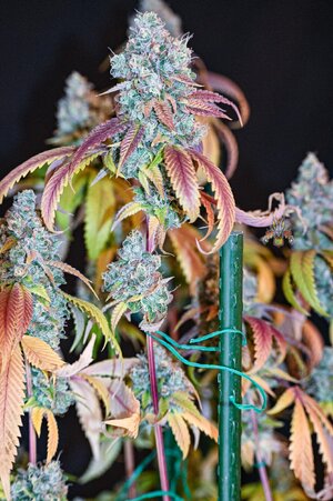 goji og week 10 harvest small format-6.jpg