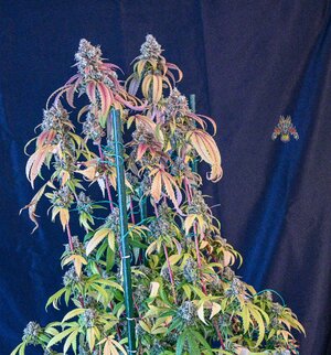 goji og week 10 harvest small format-7.jpg
