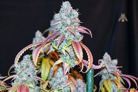 goji og week 10 harvest small format-8.jpg