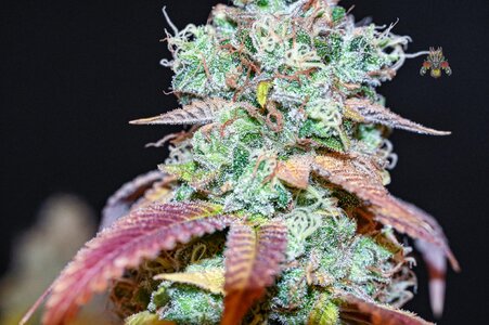 goji og week 10 harvest small format-9.jpg