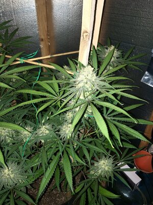 IMG_4750.jpeg