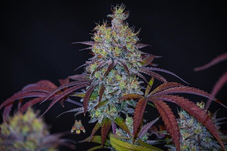 blackberry moonshine bx1 week 10 harvest small format-1.jpg