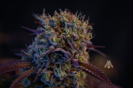 blackberry moonshine bx1 week 10 harvest small format-1-2.jpg