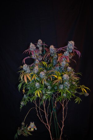 blackberry moonshine bx1 week 10 harvest small format-1-3.jpg