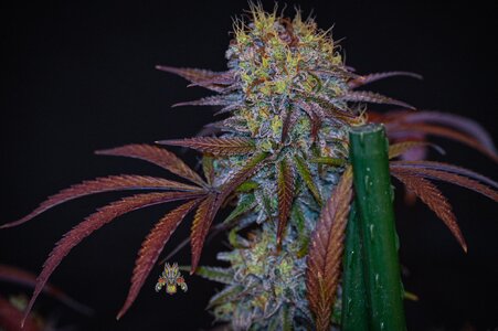 blackberry moonshine bx1 week 10 harvest small format-2.jpg