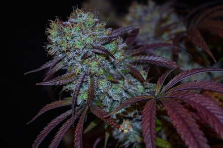 blackberry moonshine bx1 week 10 harvest small format-2-2.jpg