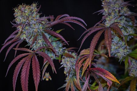 blackberry moonshine bx1 week 10 harvest small format-3.jpg