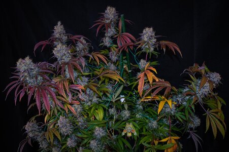 blackberry moonshine bx1 week 10 harvest small format-4-2.jpg
