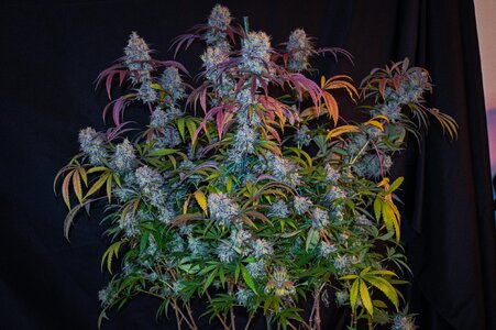 blackberry moonshine bx1 week 10 harvest small format-5-2.jpg