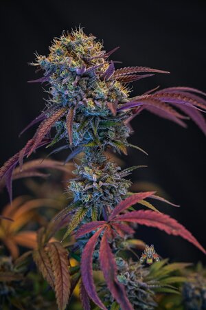blackberry moonshine bx1 week 10 harvest small format-10.jpg