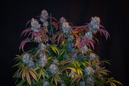 blackberry moonshine bx1 week 10 harvest small format-11.jpg