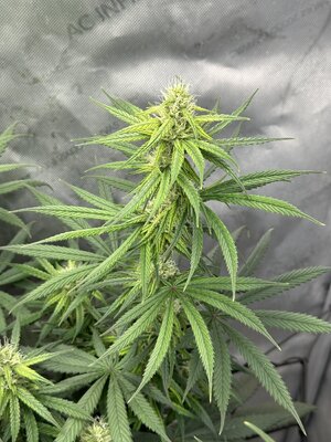 IMG_2046.jpeg
