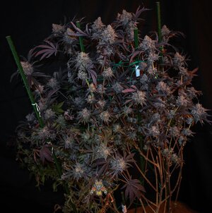 Black Velvet week 10 harvest small format.jpg