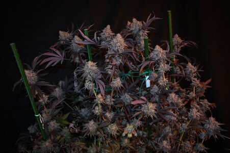 Black Velvet week 10 harvest small format-1.jpg