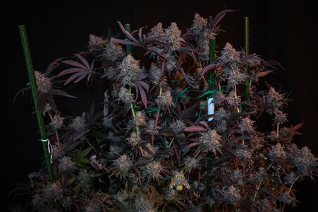 Black Velvet week 10 harvest small format-2.jpg