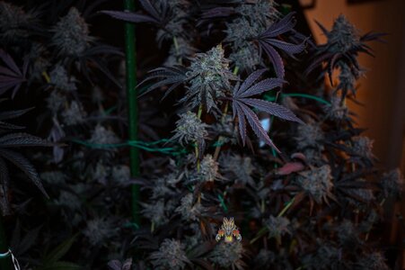 Black Velvet week 10 harvest small format-3.jpg
