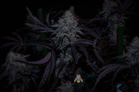 Black Velvet week 10 harvest small format-4.jpg