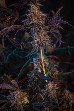 Black Velvet week 10 harvest small format-5.jpg