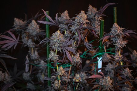 Black Velvet week 10 harvest small format-6.jpg