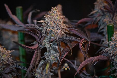 Black Velvet week 10 harvest small format-7.jpg