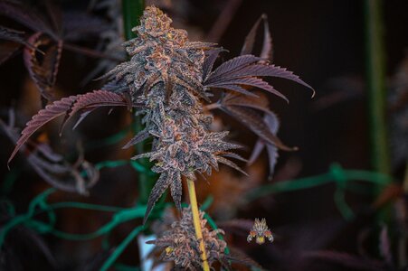 Black Velvet week 10 harvest small format-8.jpg