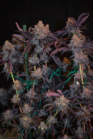 Black Velvet week 10 harvest small format-9.jpg