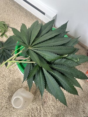 IMG_0029.jpeg