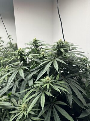 IMG_0024.jpeg
