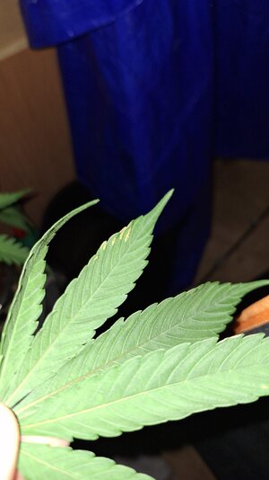 IMG-20240318-WA0022.jpeg