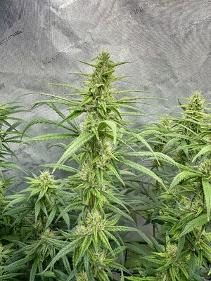 IMG_2105.jpeg