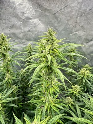 IMG_2103.jpeg