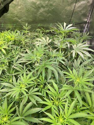 IMG_4353.jpeg