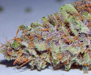purple dragon rider photo 2a (1 of 1).jpg purple dragon rider photo 2a (1 of 1).jpg
