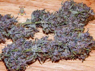 purple dragon rider-2.jpg purple dragon rider-2.jpg